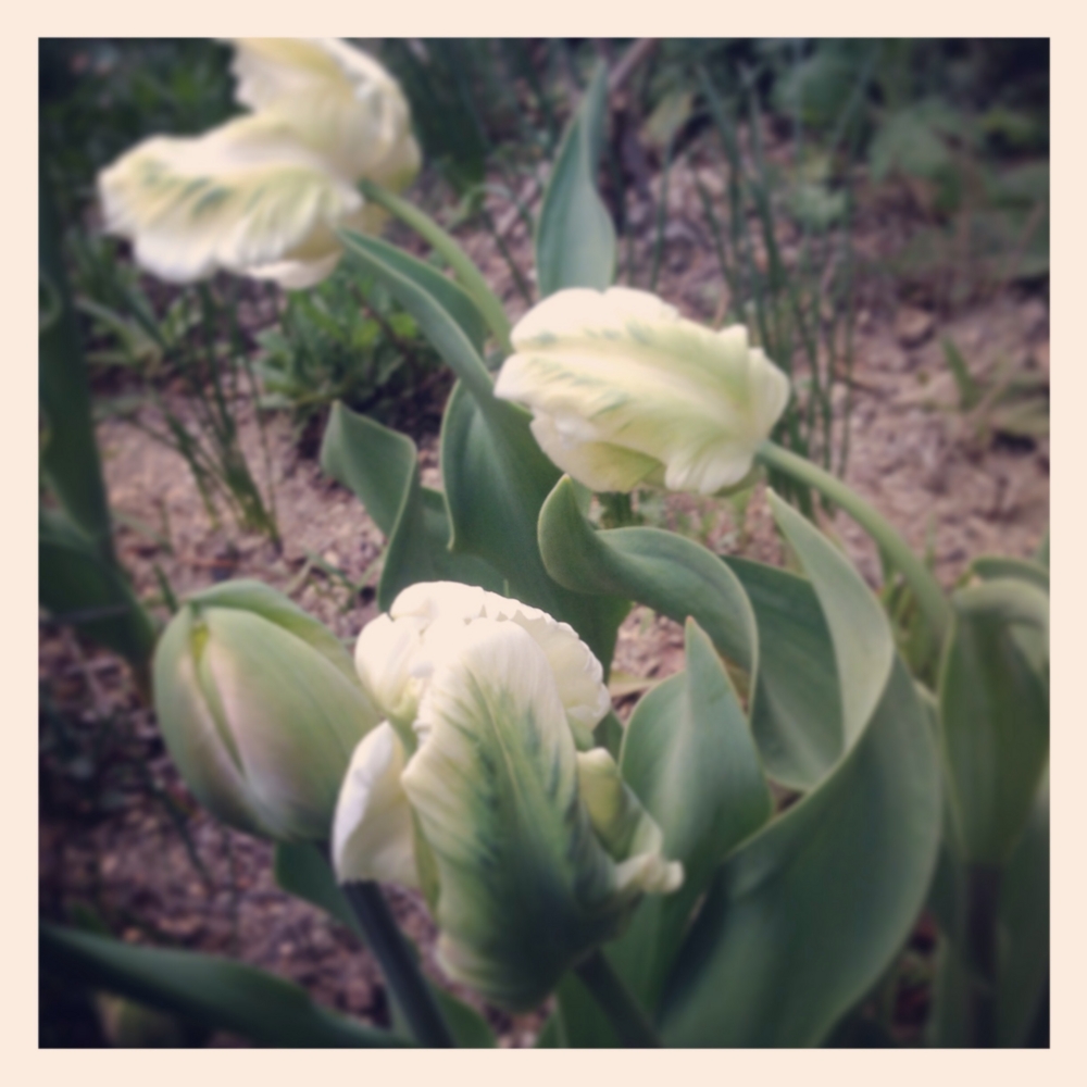 f:id:shopopo:20140430003153j:plain f:id:shopopo:20140430003153j:plain