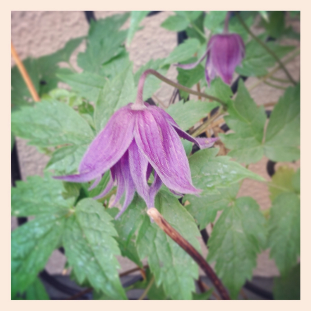 f:id:shopopo:20140509023955j:plain f:id:shopopo:20140509023955j:plain