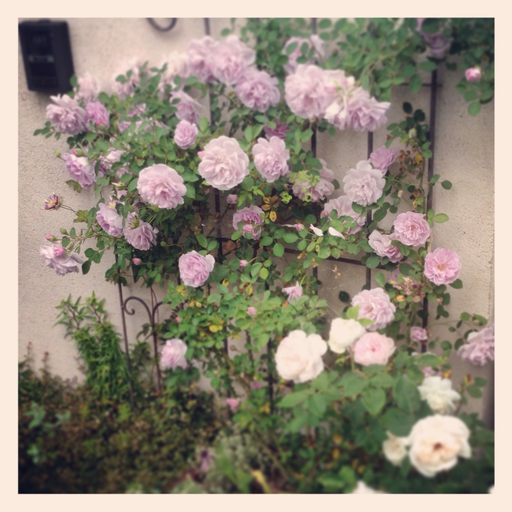 f:id:shopopo:20140606003842j:plain f:id:shopopo:20140606003842j:plain