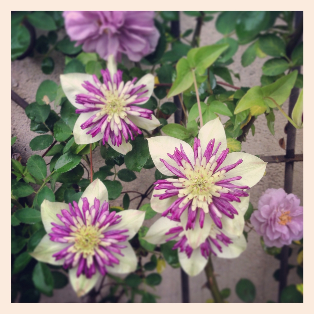 f:id:shopopo:20140612195014j:plain f:id:shopopo:20140612195014j:plain