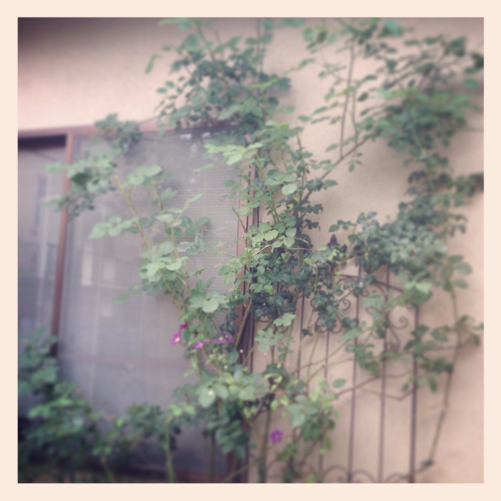 f:id:shopopo:20140618195047j:plain f:id:shopopo:20140618195047j:plain