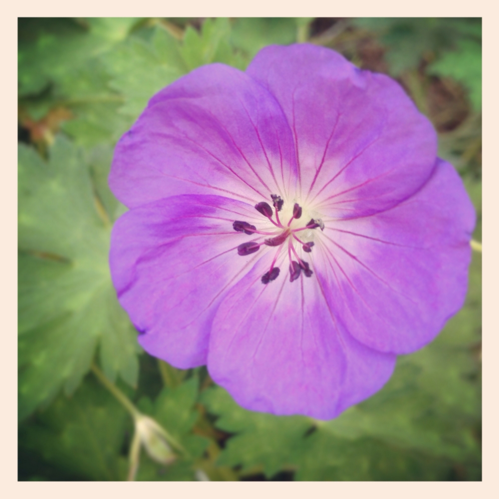 f:id:shopopo:20140618203849j:plain f:id:shopopo:20140618203849j:plain