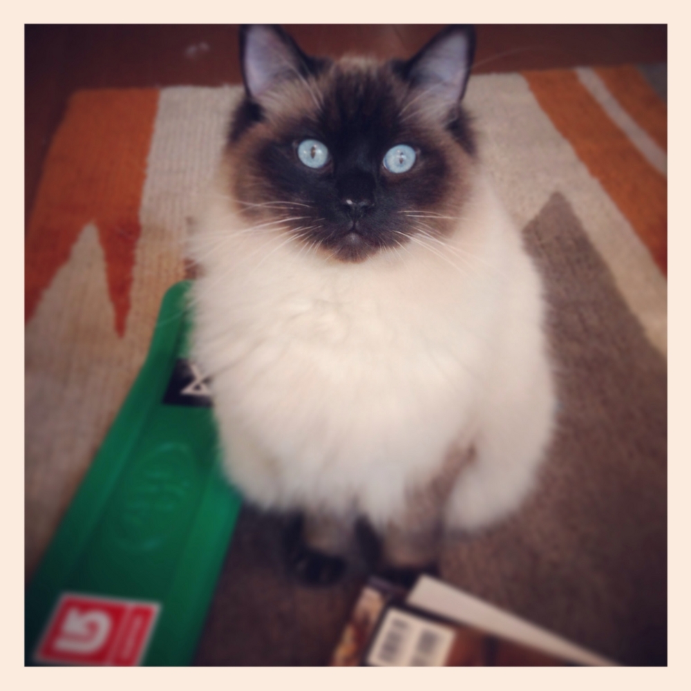 f:id:shopopo:20150204223150j:plain f:id:shopopo:20150204223150j:plain