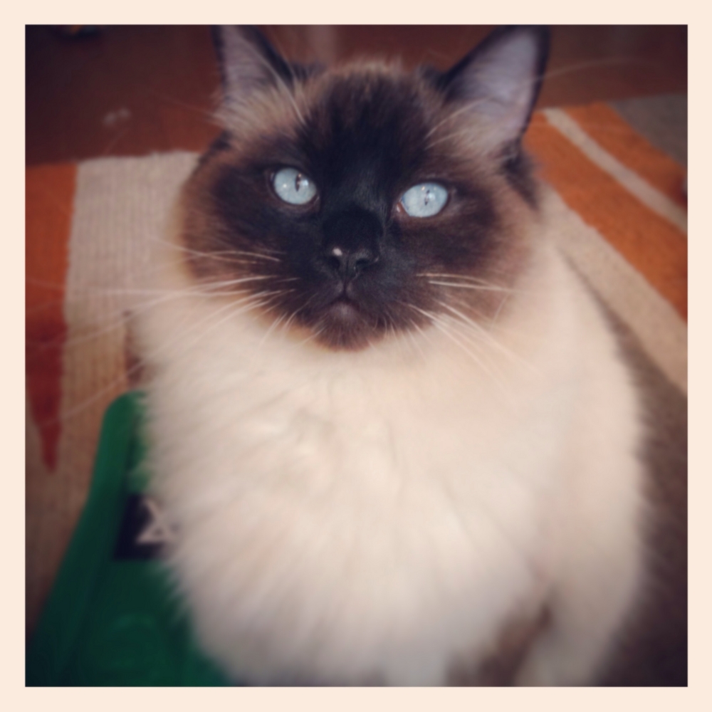 f:id:shopopo:20150204223453j:plain f:id:shopopo:20150204223453j:plain