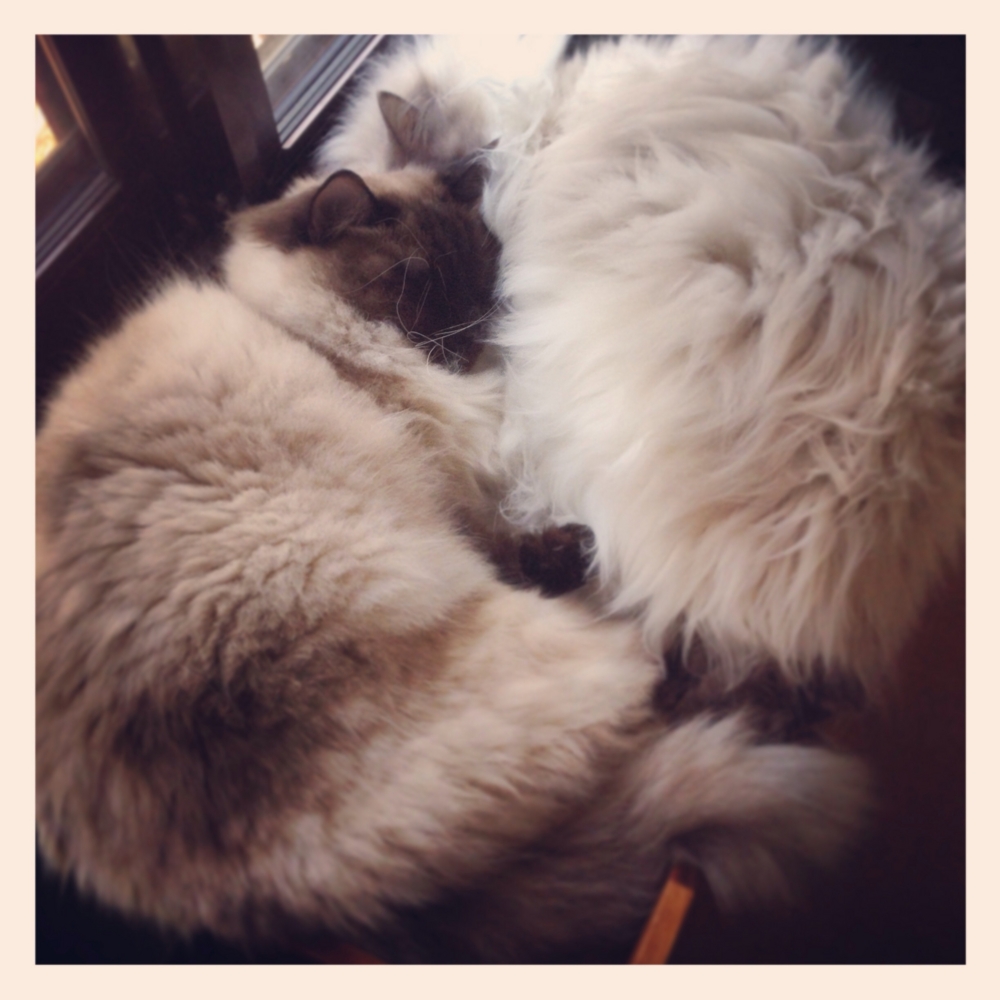 f:id:shopopo:20150401213218j:plain f:id:shopopo:20150401213218j:plain
