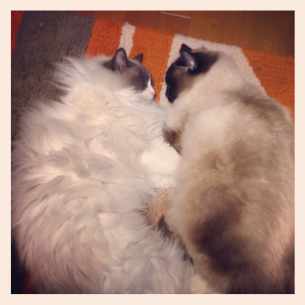 f:id:shopopo:20150401213420j:plain f:id:shopopo:20150401213420j:plain