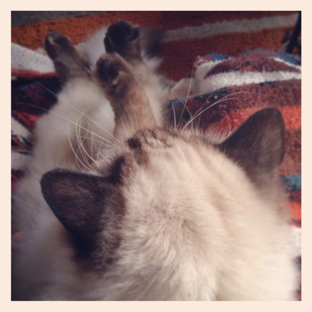 f:id:shopopo:20150413001144j:plain f:id:shopopo:20150413001144j:plain