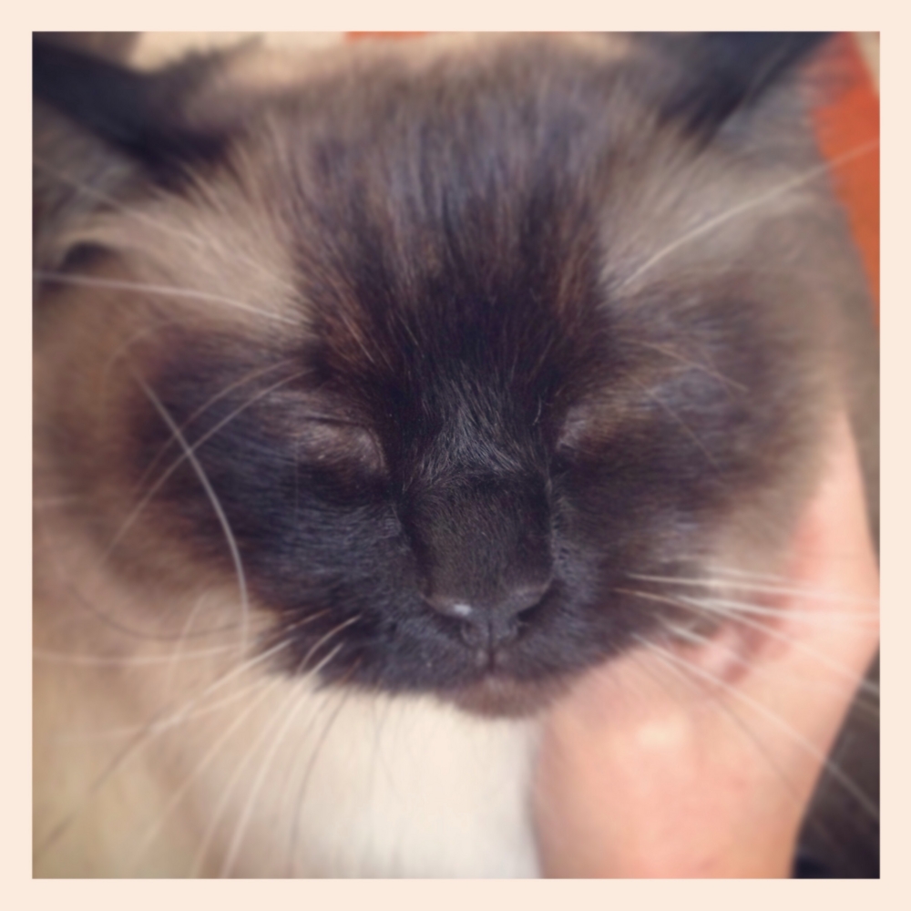 f:id:shopopo:20150413001347j:plain f:id:shopopo:20150413001347j:plain