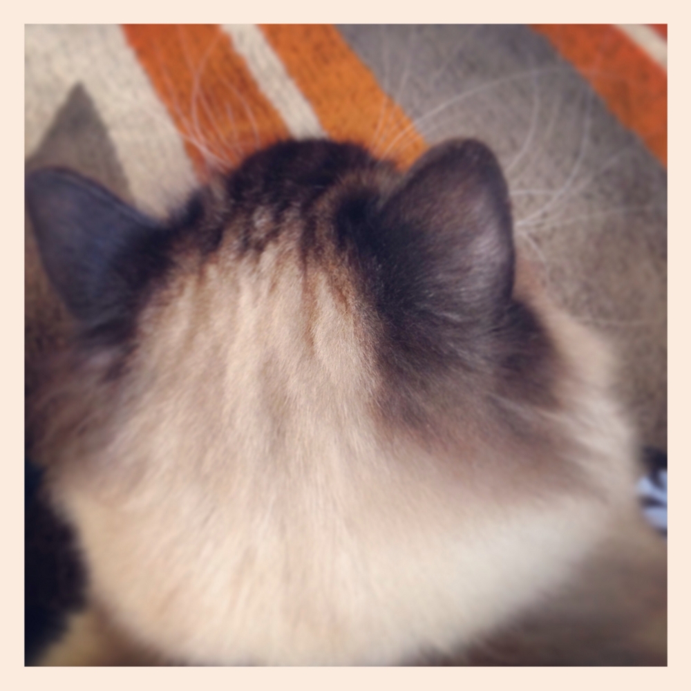 f:id:shopopo:20150413001536j:plain f:id:shopopo:20150413001536j:plain
