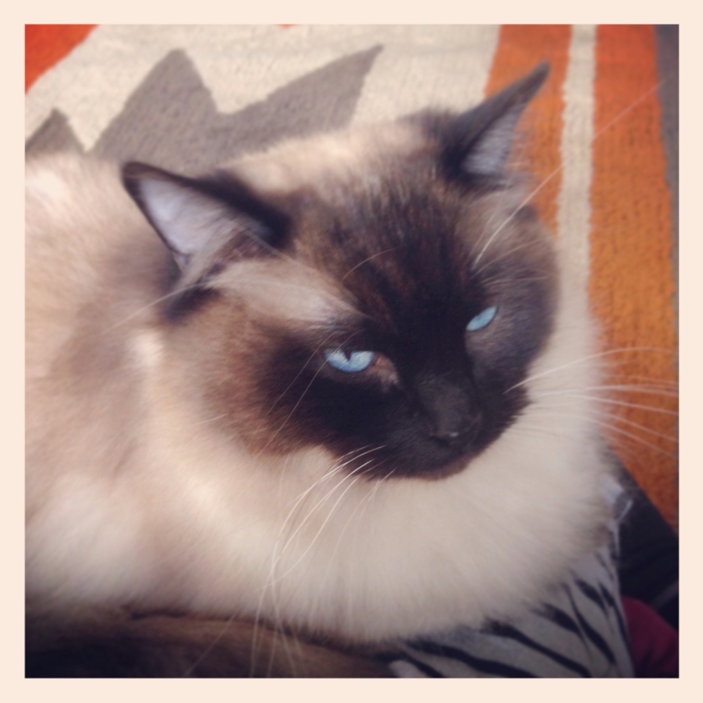 f:id:shopopo:20150413001604j:plain f:id:shopopo:20150413001604j:plain