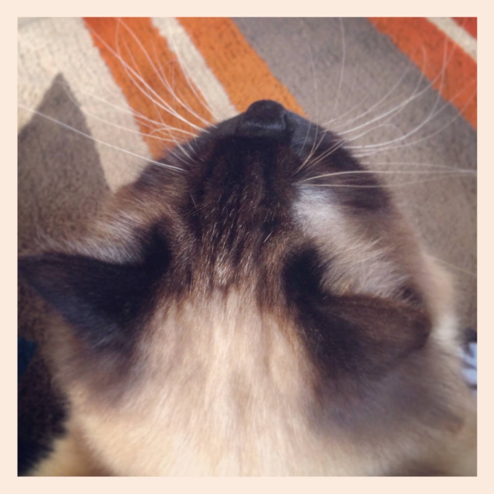 f:id:shopopo:20150413001740j:plain f:id:shopopo:20150413001740j:plain