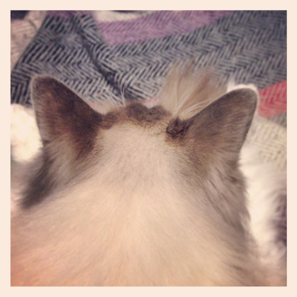 f:id:shopopo:20150413002129j:plain f:id:shopopo:20150413002129j:plain
