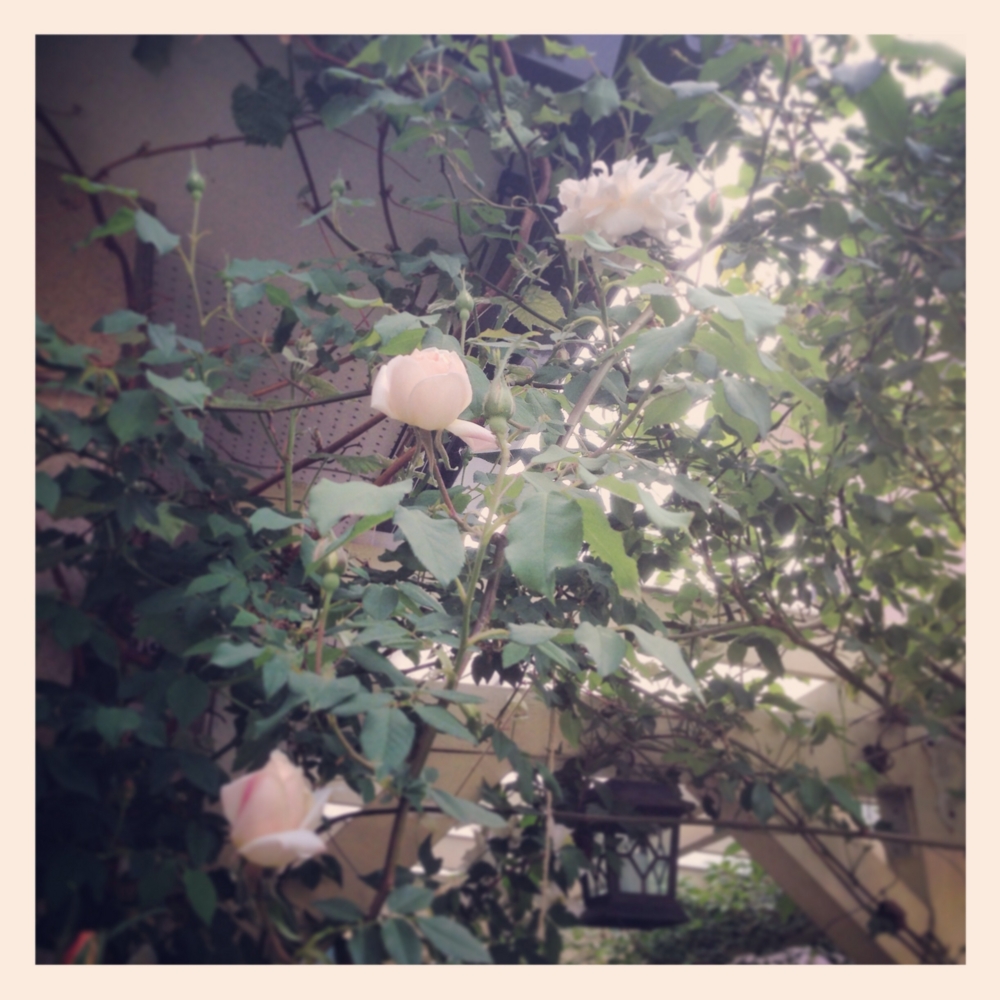 f:id:shopopo:20150503204524j:plain f:id:shopopo:20150503204524j:plain