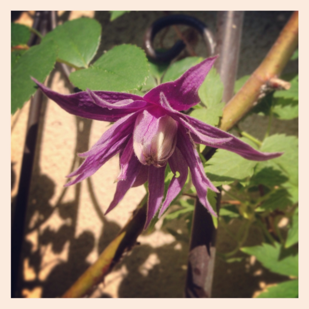 f:id:shopopo:20150503204720j:plain f:id:shopopo:20150503204720j:plain