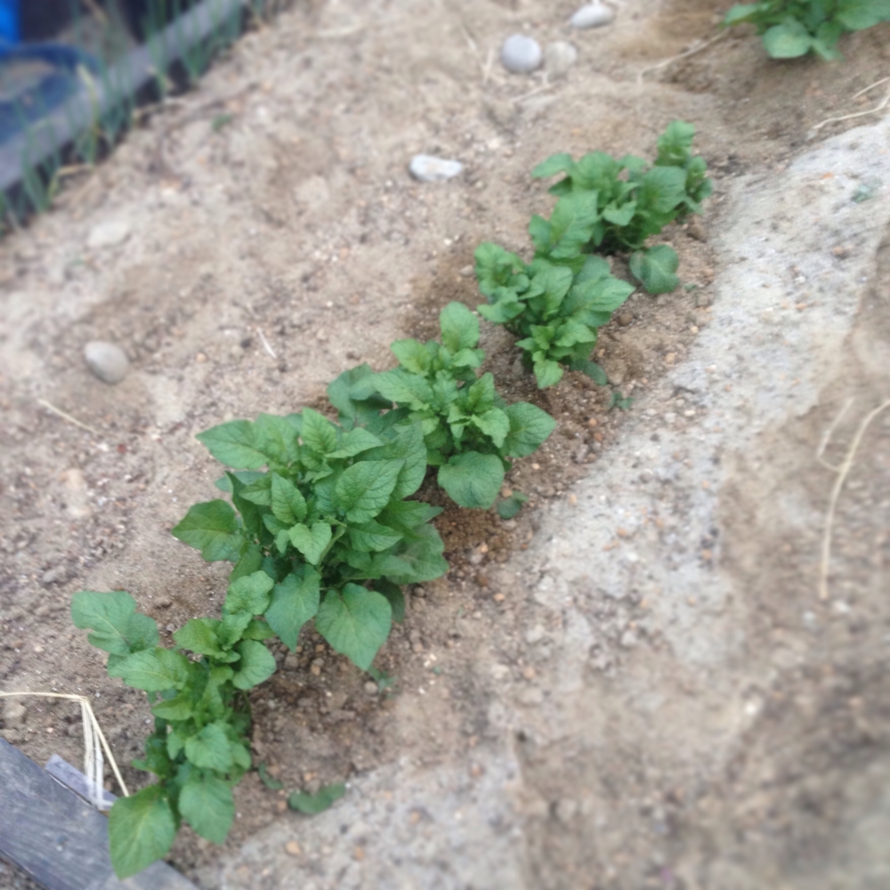 f:id:shopopo:20150506215249j:plain f:id:shopopo:20150506215249j:plain