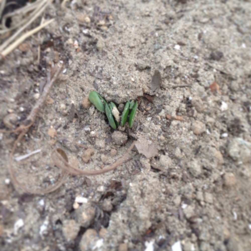 f:id:shopopo:20150506220455j:plain f:id:shopopo:20150506220455j:plain