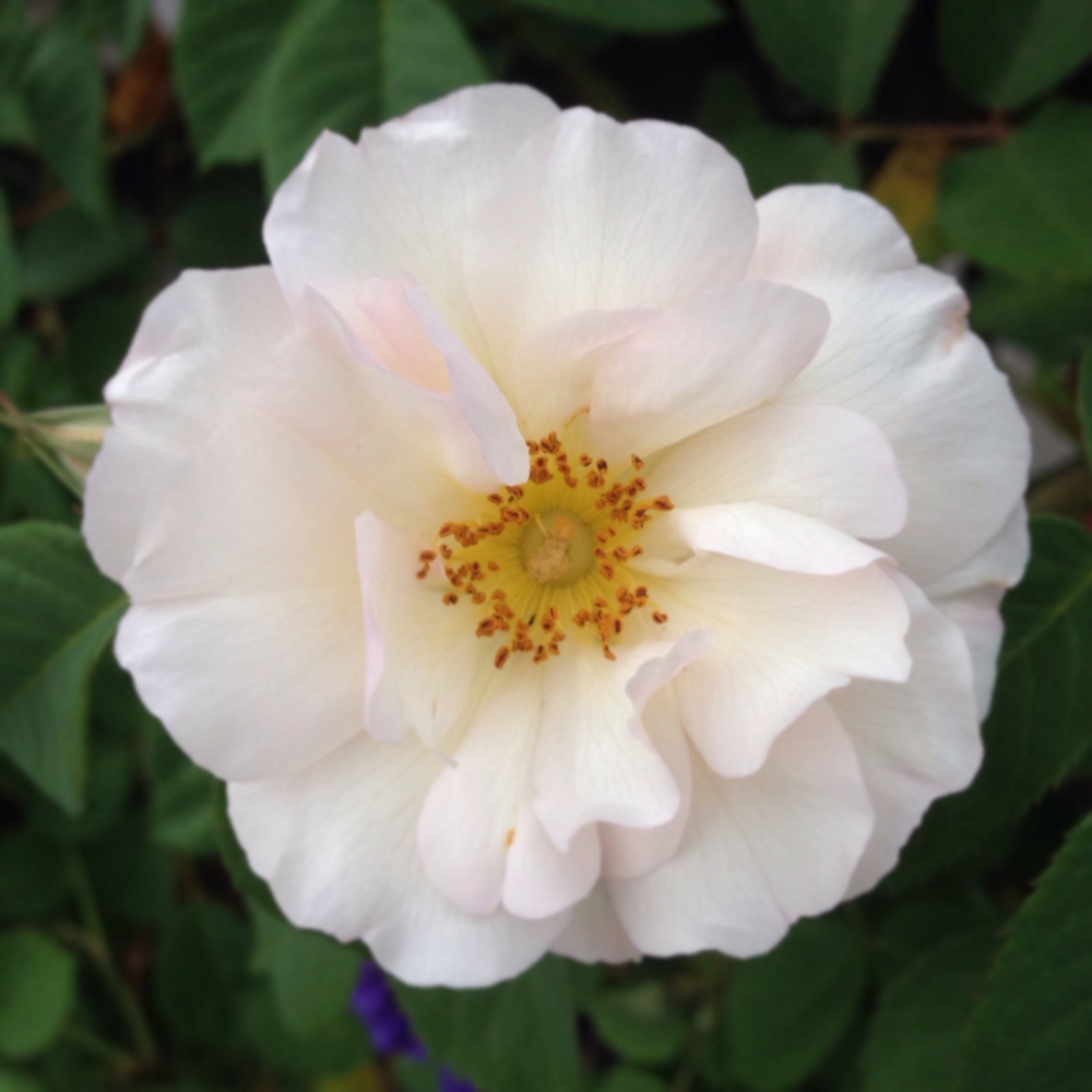 f:id:shopopo:20150515214250j:plain f:id:shopopo:20150515214250j:plain