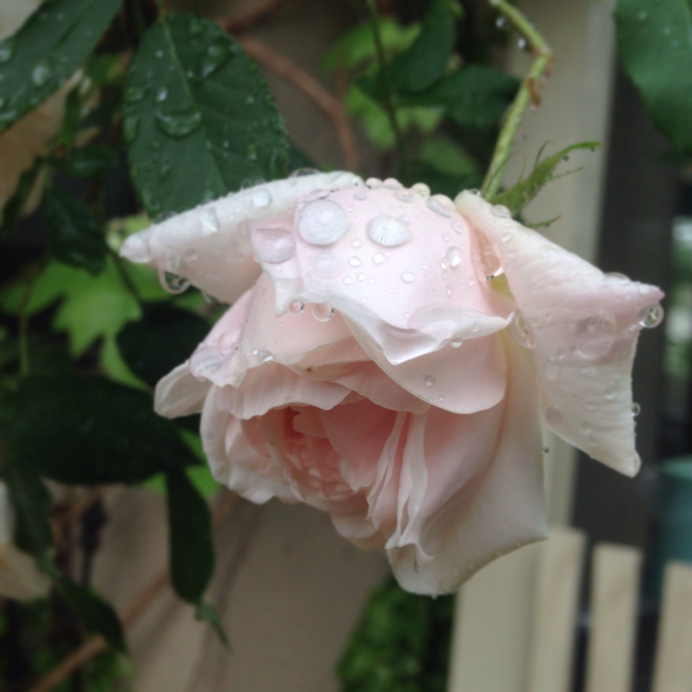 f:id:shopopo:20150520211844j:plain f:id:shopopo:20150520211844j:plain