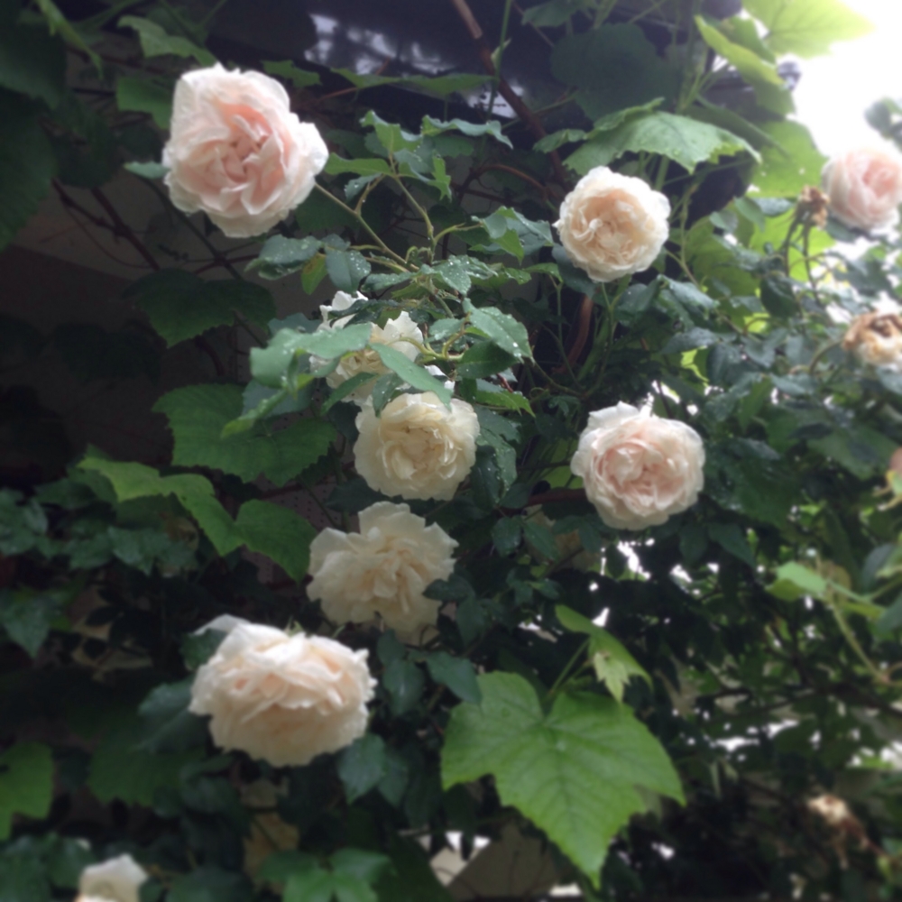 f:id:shopopo:20150520211923j:plain f:id:shopopo:20150520211923j:plain