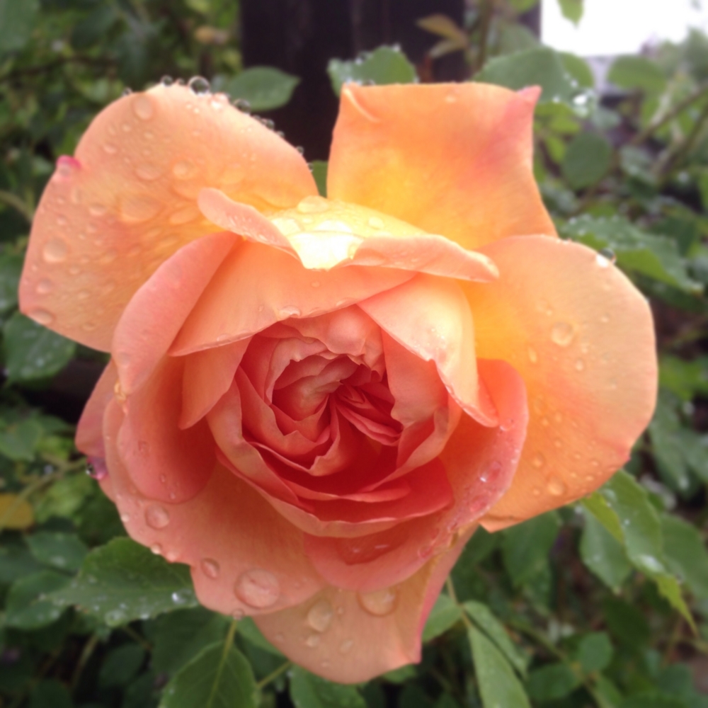 f:id:shopopo:20150520212402j:plain f:id:shopopo:20150520212402j:plain