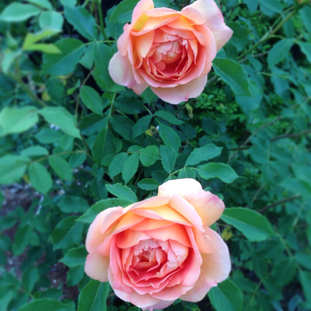 f:id:shopopo:20150520212631j:plain f:id:shopopo:20150520212631j:plain