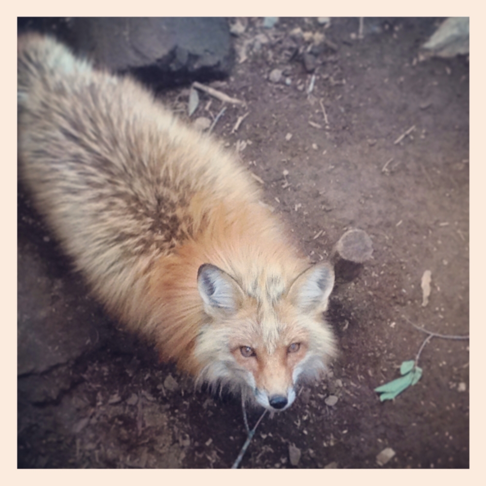 f:id:shopopo:20150607212758j:plain f:id:shopopo:20150607212758j:plain