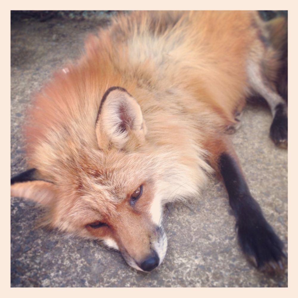f:id:shopopo:20150607213325j:plain f:id:shopopo:20150607213325j:plain