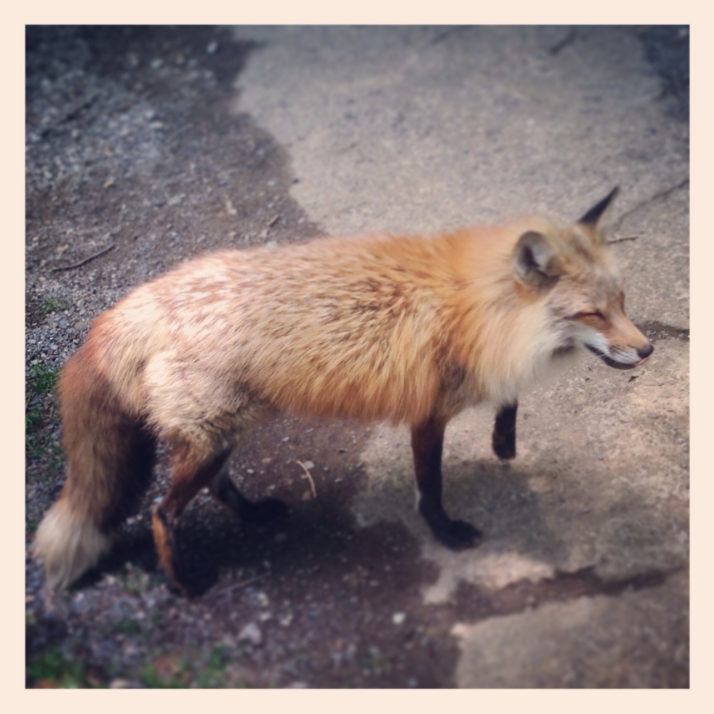 f:id:shopopo:20150607213640j:plain f:id:shopopo:20150607213640j:plain