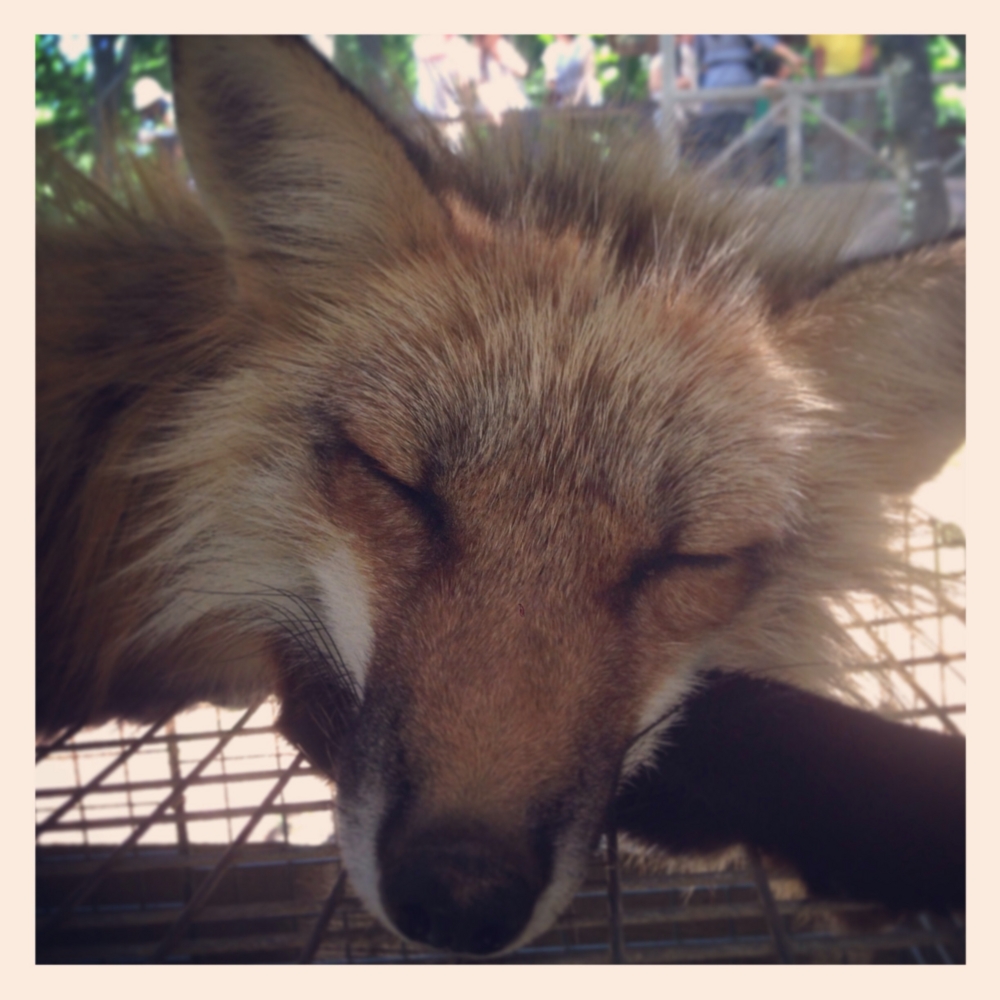 f:id:shopopo:20150607213743j:plain f:id:shopopo:20150607213743j:plain