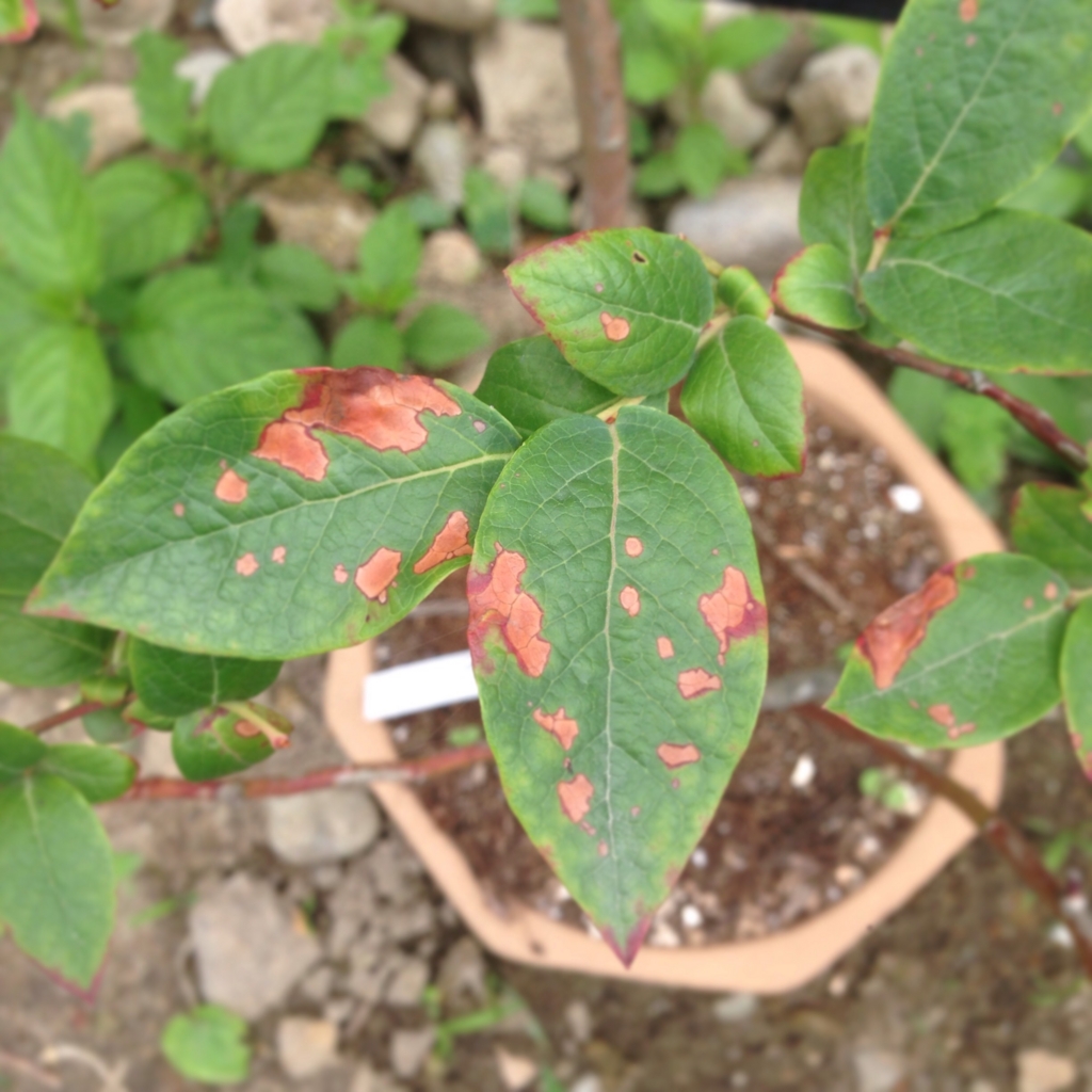 f:id:shopopo:20150715203805j:plain f:id:shopopo:20150715203805j:plain
