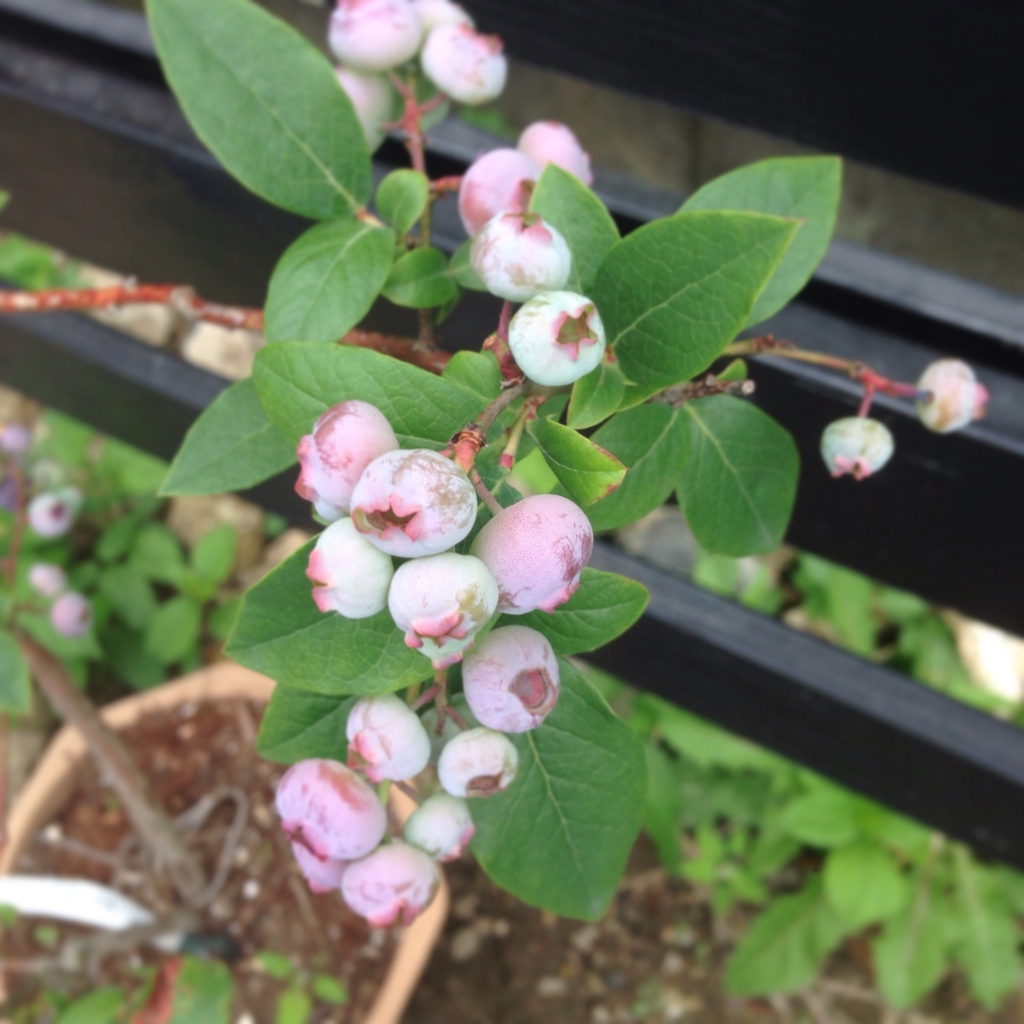 f:id:shopopo:20150715203952j:plain f:id:shopopo:20150715203952j:plain
