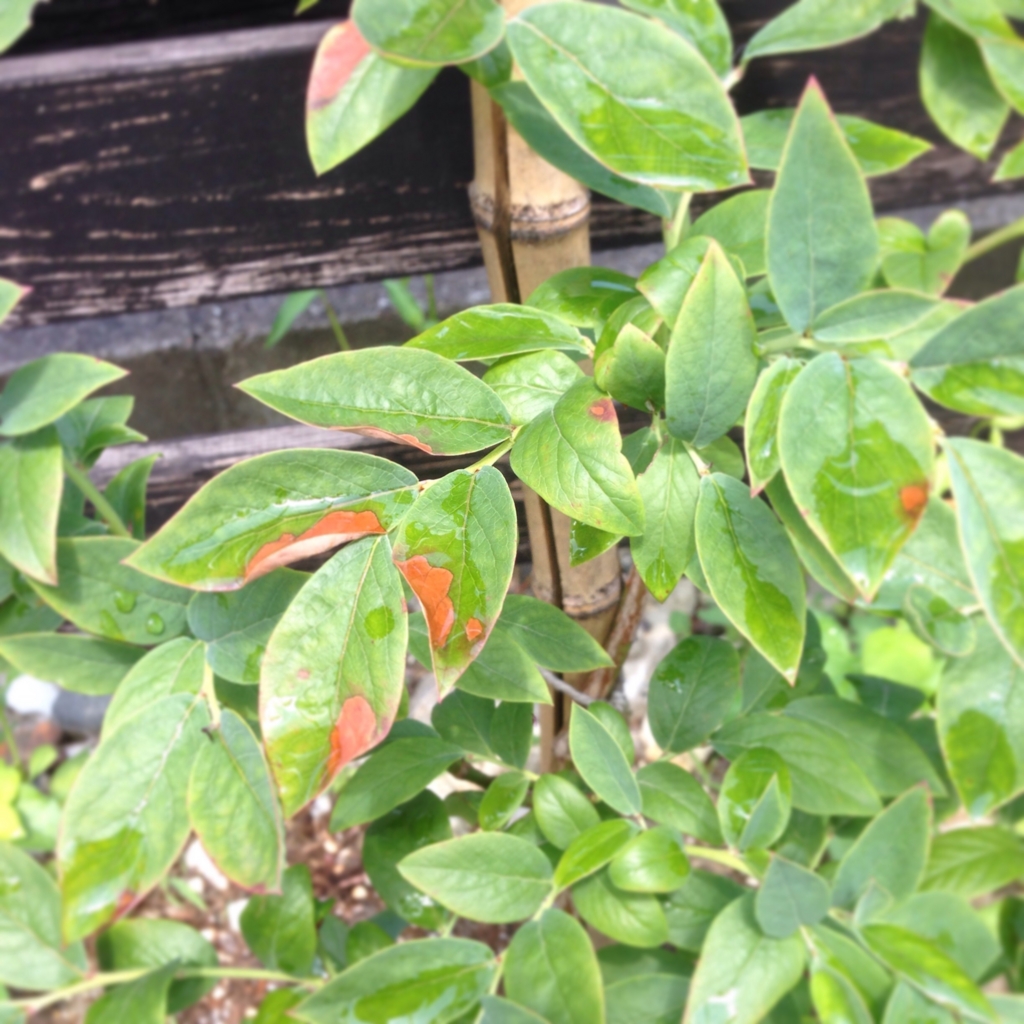 f:id:shopopo:20150715204035j:plain f:id:shopopo:20150715204035j:plain