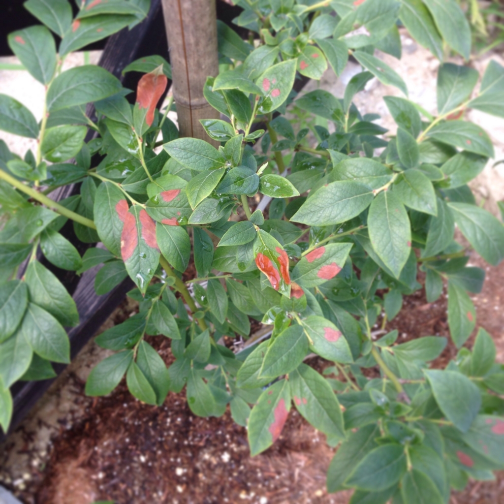 f:id:shopopo:20150715204158j:plain f:id:shopopo:20150715204158j:plain