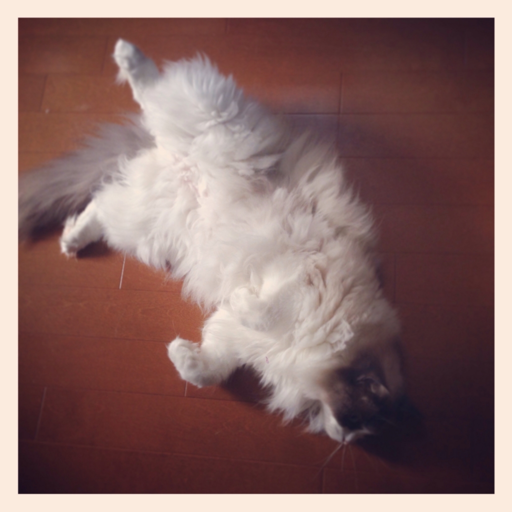 f:id:shopopo:20150724221004j:plain f:id:shopopo:20150724221004j:plain
