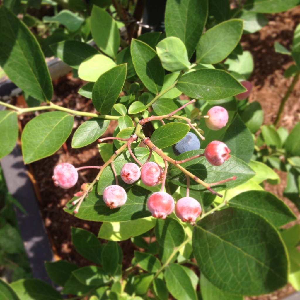 f:id:shopopo:20150819151312j:plain f:id:shopopo:20150819151312j:plain