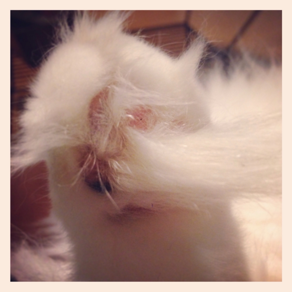 f:id:shopopo:20150916215952j:plain f:id:shopopo:20150916215952j:plain