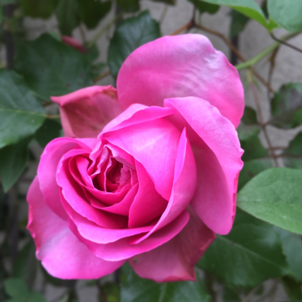 f:id:shopopo:20160525105529j:plain f:id:shopopo:20160525105529j:plain