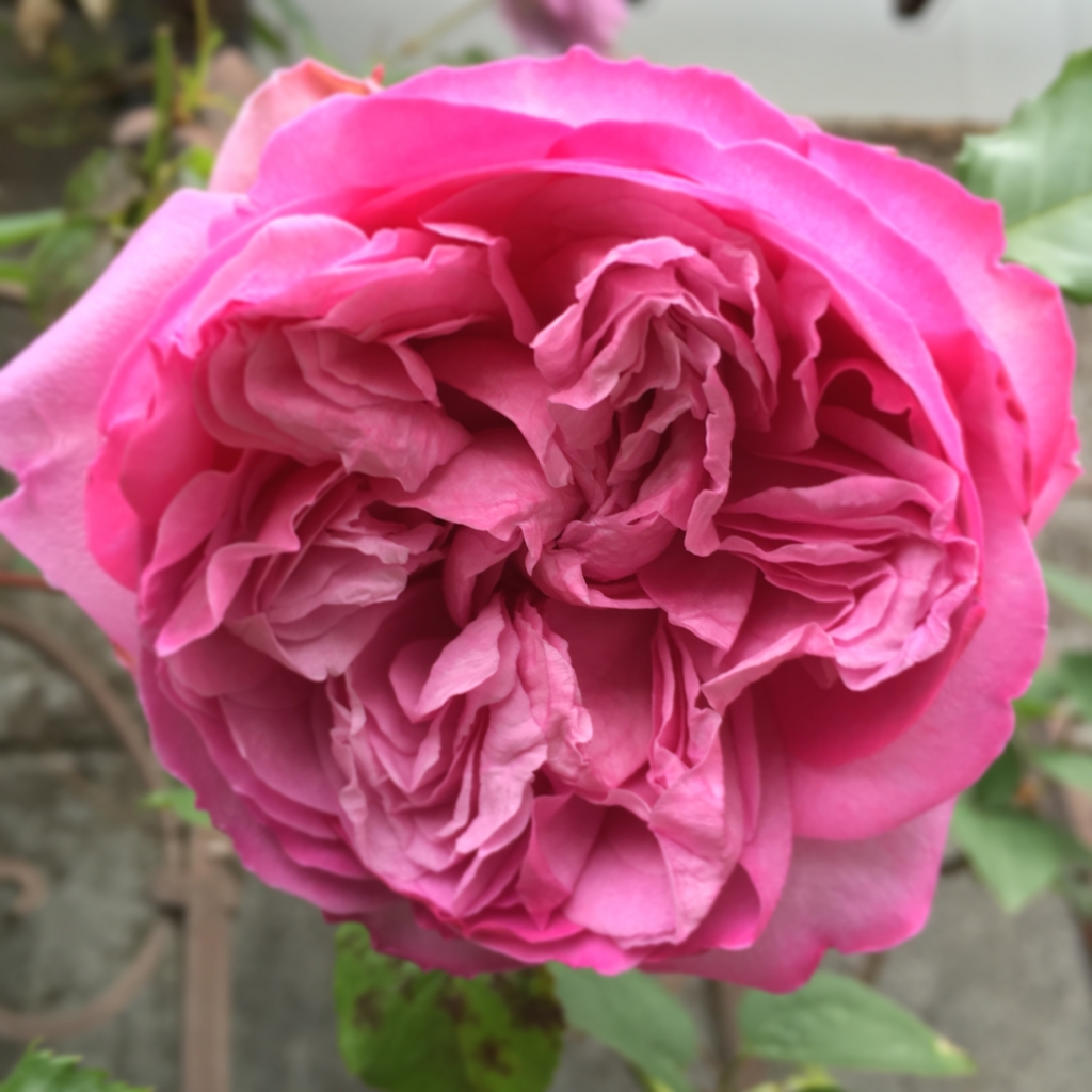 f:id:shopopo:20160525105534j:plain f:id:shopopo:20160525105534j:plain