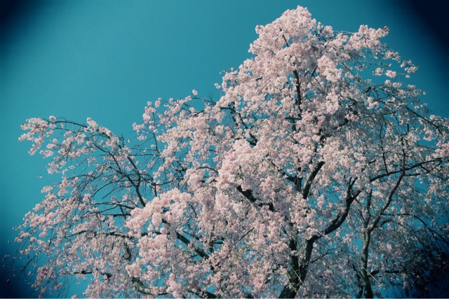 f:id:si_ku:20140421171456j:plain f:id:si_ku:20140421171456j:plain
