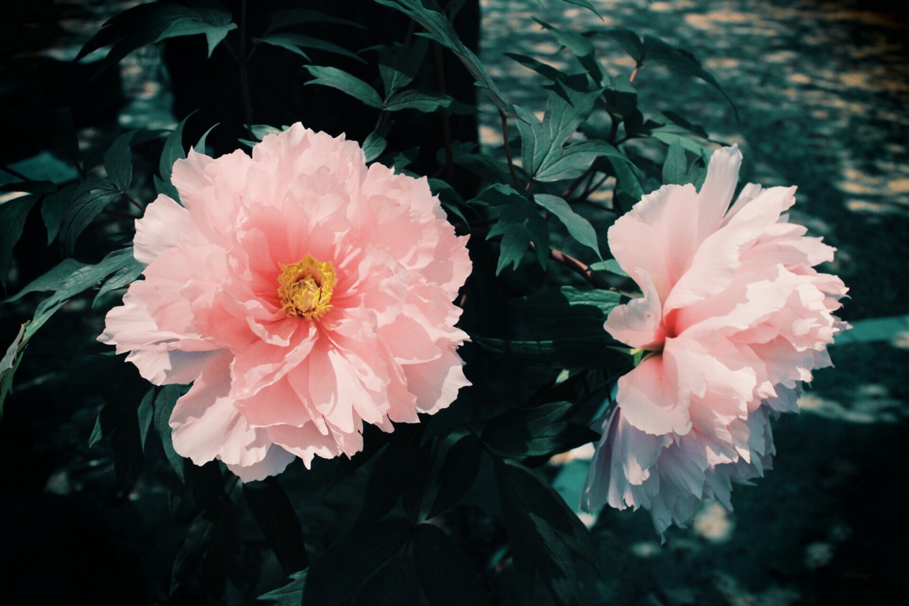 f:id:si_ku:20140426195449j:plain f:id:si_ku:20140426195449j:plain