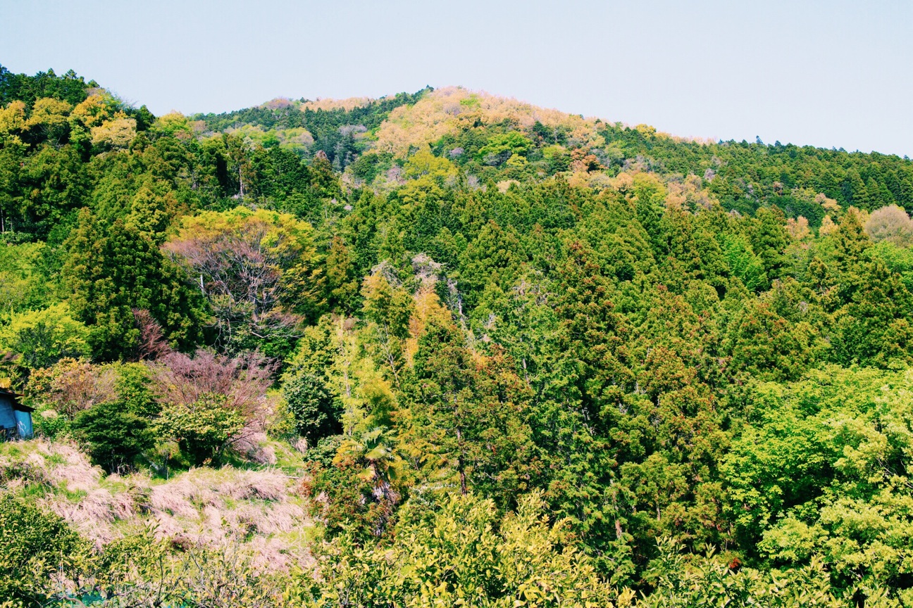f:id:si_ku:20140426202551j:plain f:id:si_ku:20140426202551j:plain