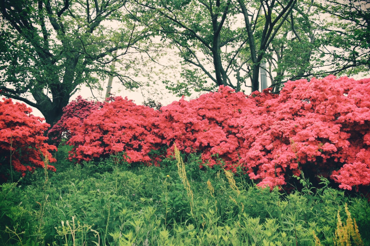 f:id:si_ku:20140429182730j:plain f:id:si_ku:20140429182730j:plain