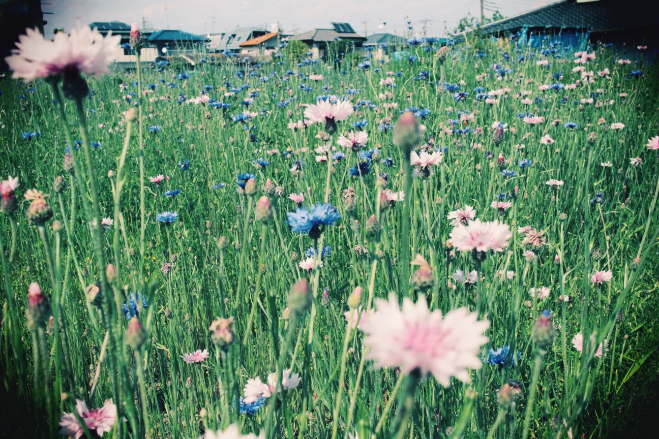 f:id:si_ku:20140502170346j:plain f:id:si_ku:20140502170346j:plain