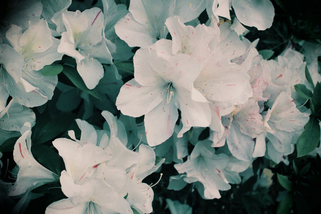 f:id:si_ku:20140506220832j:plain f:id:si_ku:20140506220832j:plain