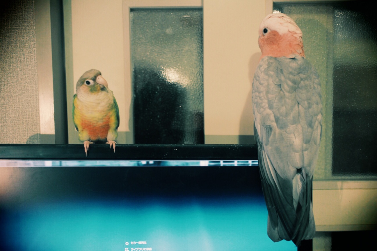 f:id:si_ku:20140512223717j:plain f:id:si_ku:20140512223717j:plain