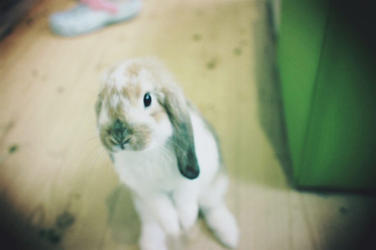 f:id:si_ku:20140619133527j:plain f:id:si_ku:20140619133527j:plain
