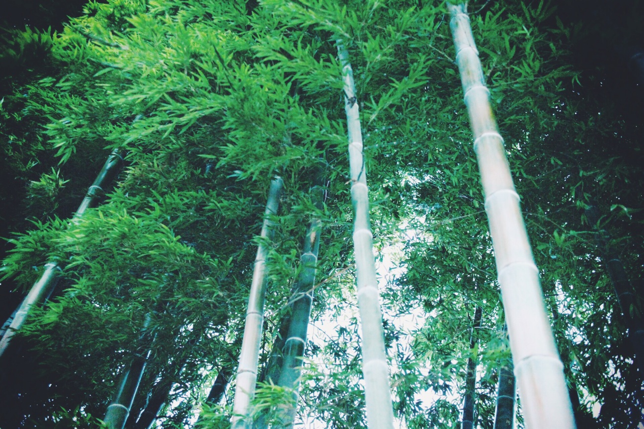 f:id:si_ku:20140803235549j:plain f:id:si_ku:20140803235549j:plain