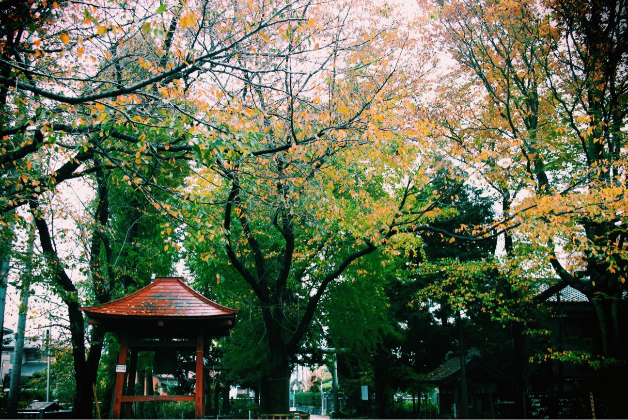 f:id:si_ku:20141125193518j:plain f:id:si_ku:20141125193518j:plain