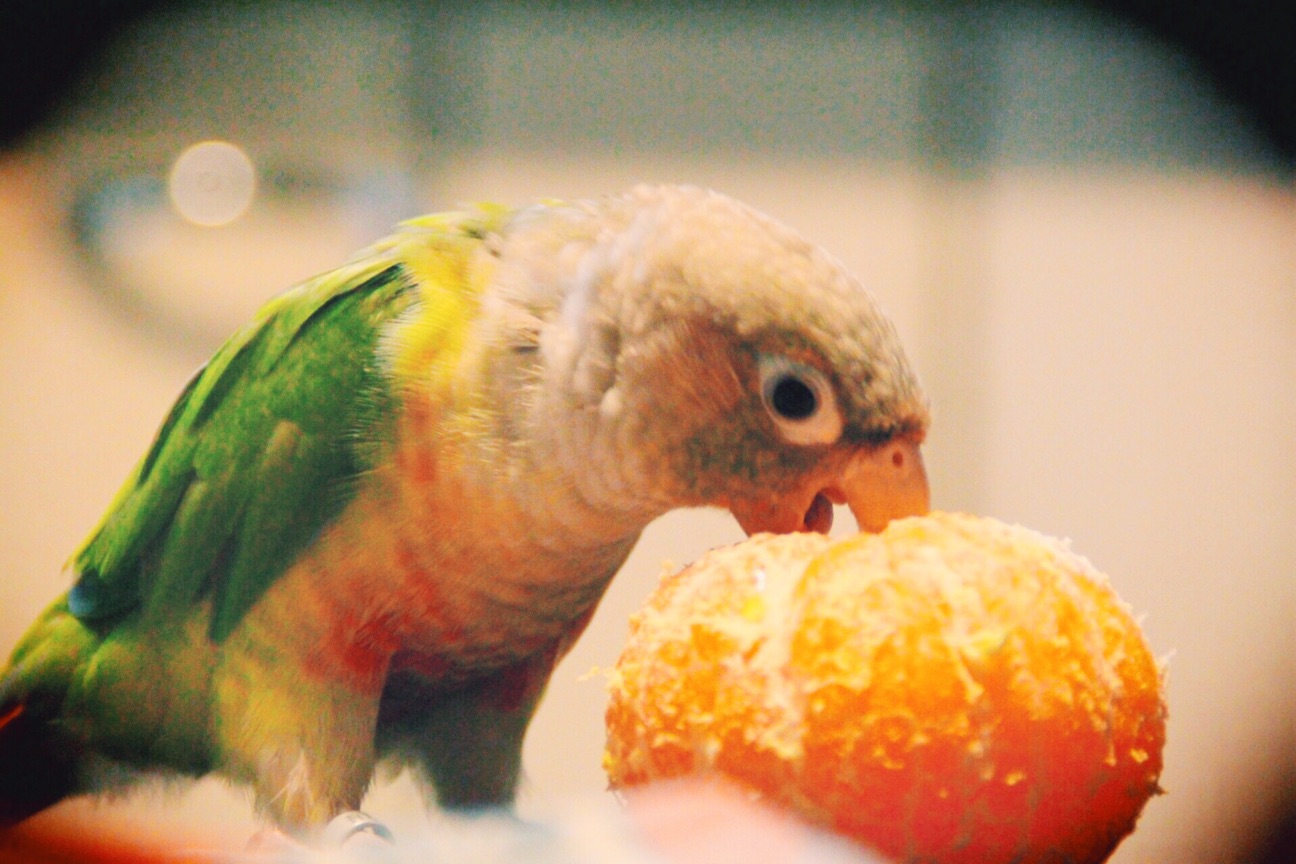 f:id:si_ku:20141219221341j:plain f:id:si_ku:20141219221341j:plain