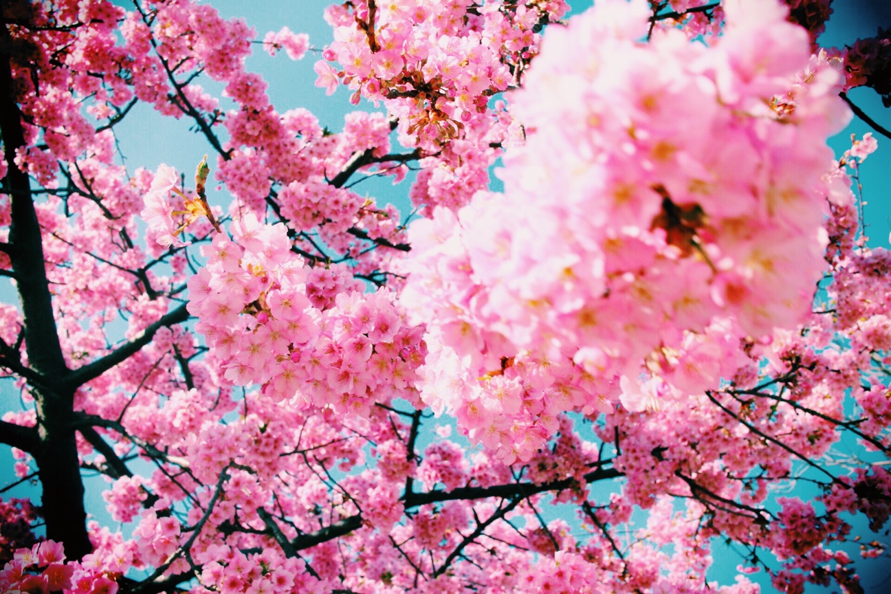 f:id:si_ku:20150304232106j:plain f:id:si_ku:20150304232106j:plain